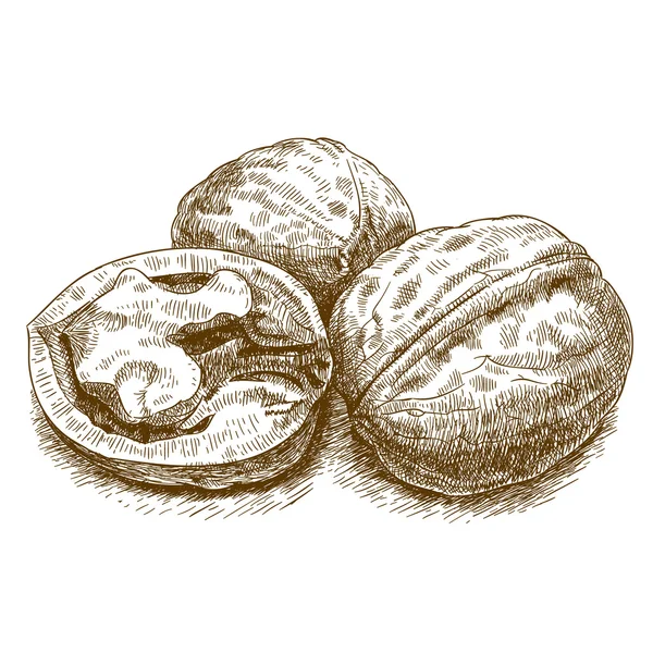Engraving illustration of walnut — Stock Vector