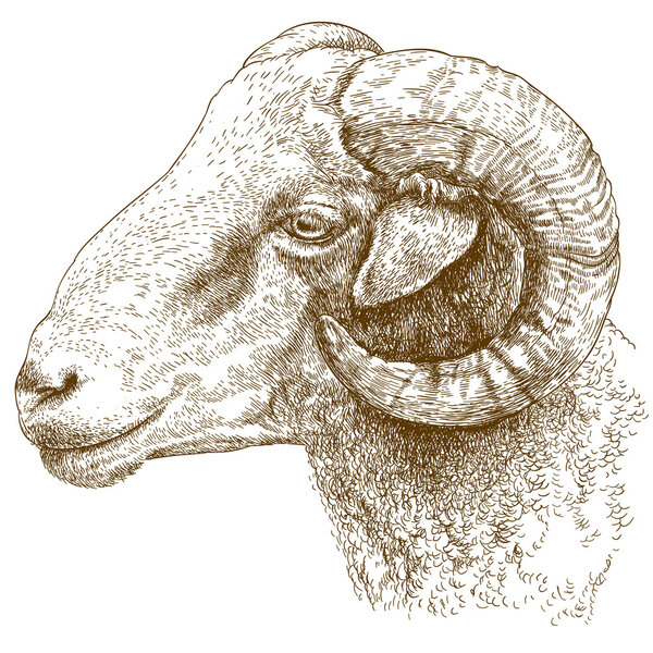 engraving  illustration of ram head