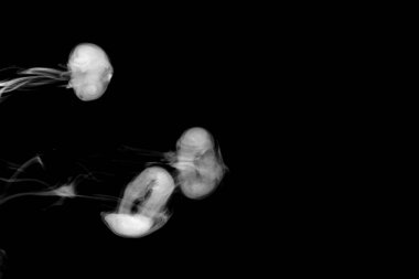 Beyaz daire dumanı, soyut toz, su püskürtücü. Siyah arkaplanda izole.