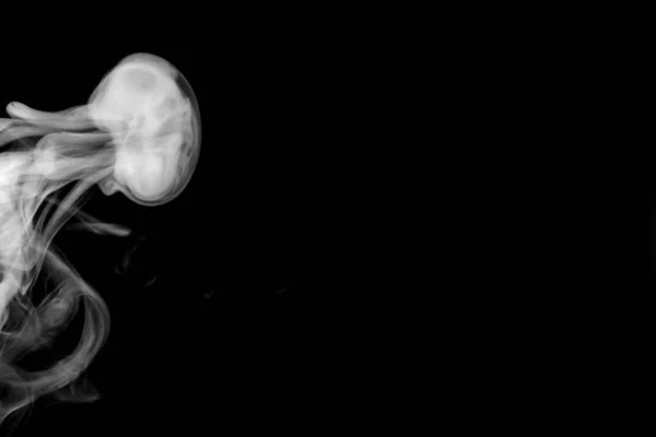 Fehér Körfüst Absztrakt Por Vízpermet Elszigetelt Fekete Háttér — Stock Fotó
