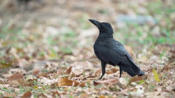 Nahaufnahme Einer Östlichen Dschungel Krähe Die Auf Gras Und Trockenen — Stockvideo