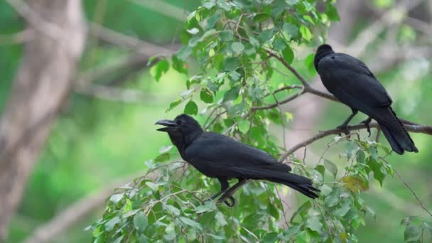 2只东部丛林乌鸦停在树梢上 观察鸟类自然栖息地的行为 — 图库视频影像