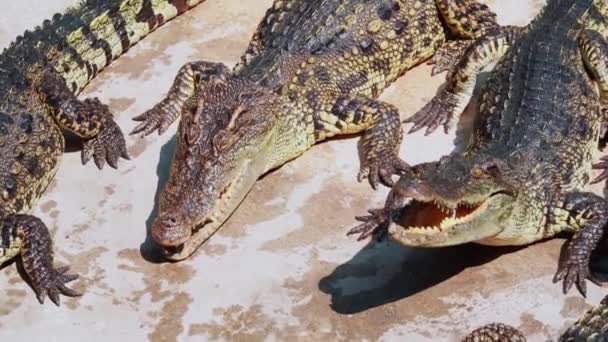 Un troupeau de crocodiles attend de la nourriture. Des alligators affamés sur le terrain. Crocodile mange du poulet gros morceau.