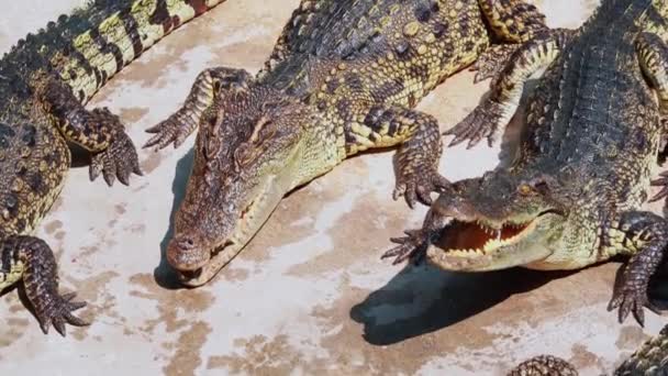 Herd Crocodiles Waiting Food Hungry Alligators Ground Crocodile Eats Chicken — Stock Video