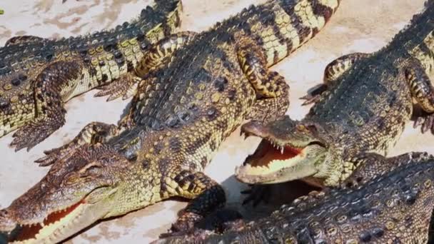 Herd Crocodiles Wacht Eten Hongerige Alligators Grond Krokodil Eet Kip — Stockvideo