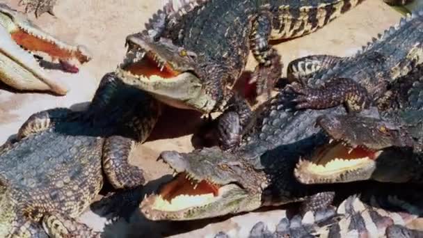 Стадо Крокодилов Ждет Еды Голодные Аллигаторы Земле Крокодил Ест Курицу — стоковое видео