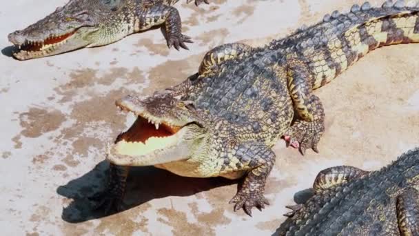 Стадо Крокодилів Чекає Їжу Голодні Алігатори Землі Крокодил Їсть Курячий — стокове відео
