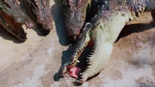 Стадо Крокодилов Ждет Еды Голодные Аллигаторы Земле Крокодил Ест Курицу — стоковое видео