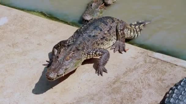 Crocodiles Alligator Nageant Dans Eau — Video