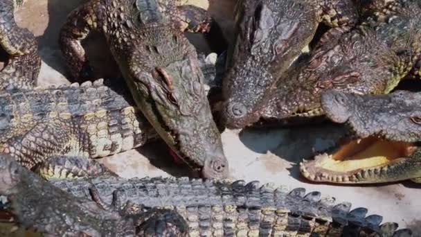 Herd Crocodiles Wacht Eten Hongerige Alligators Grond Krokodil Eet Kip — Stockvideo