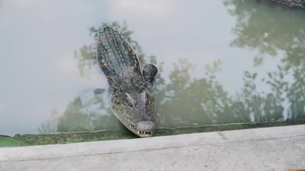 Krokodyle Lub Aligator Pływanie Wodzie — Wideo stockowe