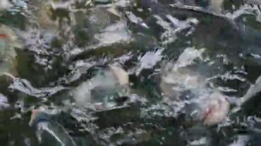 Gölette yüzen balık sürüleri. Dev gourami (Osphronemus goramy), Güneydoğu Asya 'da tatlı su habitatlarına özgü büyük bir gourami türüdür..