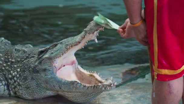 Close Van Krokodil Alligator Open Zijn Mond Heeft Geld Binnen — Stockvideo