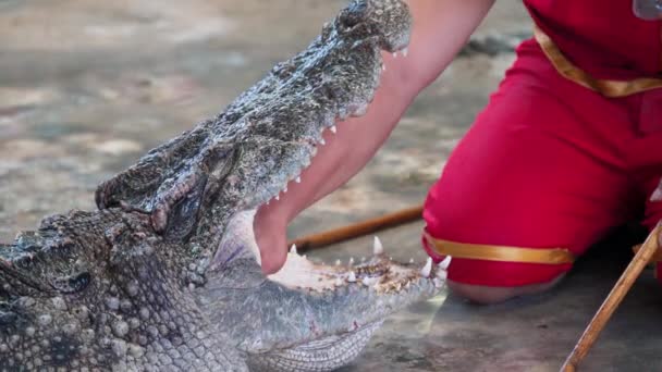 Großaufnahme Von Krokodil Oder Alligator Öffnet Sein Maul Und Hat — Stockvideo