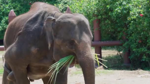 Close Elefante Comendo Grama Zoológico Elefante Asiático Elephas Maximus Distribuído — Vídeo de Stock