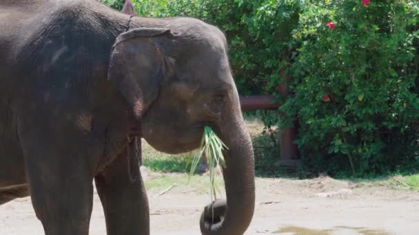 Primer Plano Elefante Comiendo Hierba Zoológico Elefante Asiático Elephas Maximus — Vídeos de Stock