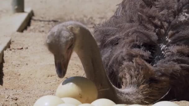 Ostrich Sits Nest Hatches Offspring Eggs Birds Taking Care Eggs — Stock Video