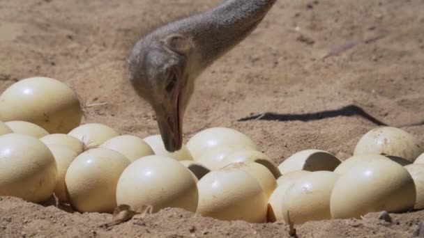巣に立っているダチョウのクローズアップは 子孫の卵を孵化させる 鳥は卵の世話をする Common Ostrich Struthio Camelus Simply Ostrich Species — ストック動画