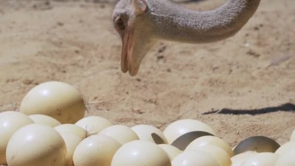 Sluiten Van Struisvogel Staand Een Nest Broedt Nakomelingen Eieren Vogels — Stockvideo