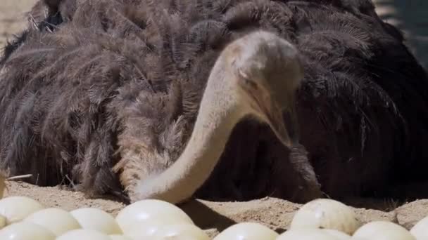 Struisvogel Zit Een Nest Luiken Nakomelingen Eieren Vogels Die Voor — Stockvideo