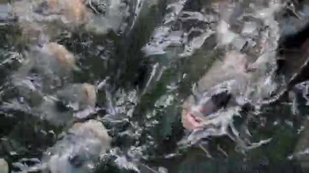 Groupes Poissons Nageant Dans Étang Close Giant Gourami Osphronemus Goramy — Video