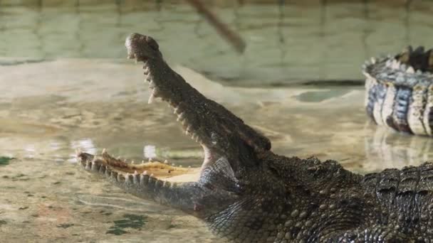 Close Van Mensen Porde Krokodil Alligator — Stockvideo