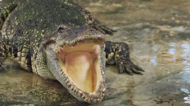 Закрыть Рот Крокодила Аллигатора — стоковое видео