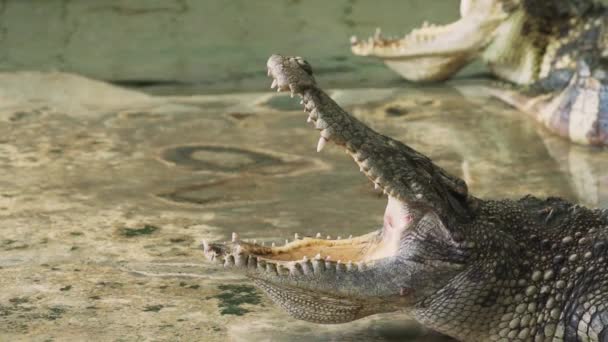 Закрыть Рот Крокодила Аллигатора — стоковое видео