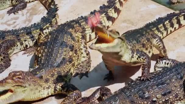 Manada Cocodrilos Está Esperando Comida Caimanes Hambrientos Suelo Cocodrilo Come — Vídeos de Stock