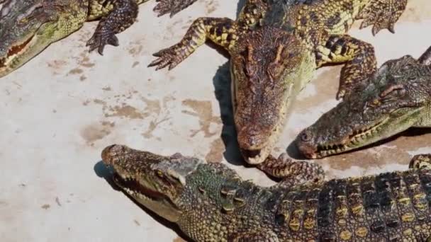 Mandria Coccodrilli Sta Aspettando Cibo Alligatori Affamati Terra Coccodrillo Mangia — Video Stock