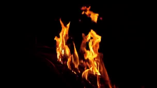 Echte Flammen Isoliert Auf Schwarzem Hintergrund Lagerfeuer Aus Dem Gras — Stockvideo