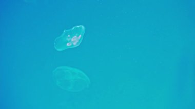 Ay denizanaları akvaryum havuzunda yüzüyorlar. Derin mavi okyanusta Aurelia aurita.