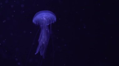Akvaryum havuzunda yüzen amakusa denizanasına yakın çekim. Sanderia Malayensis derin mavi okyanusta.