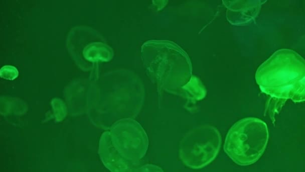 月亮水母漂浮在水族馆的游泳池里 深海绿色海洋中的奥雷利亚极光 — 图库视频影像