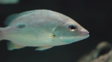 Suyun altında yüzen balıklara yakın çekim.