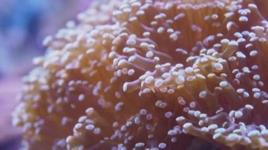 Mercanların yaklaşması, sualtındaki palyaço balıklarıyla yavaş yavaş alttan akıntıya kapıldı..