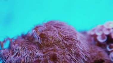 Mercanların yaklaşması, sualtındaki palyaço balıklarıyla yavaş yavaş alttan akıntıya kapıldı..