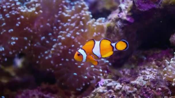 Closeup Clownfish Swimming Underwater Coral Anemonefish Often Live Coral — Stock Video