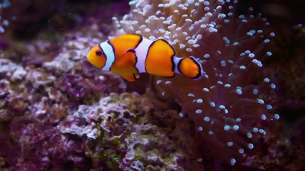 Detailní Záběr Klaunů Plavajících Pod Vodou Mezi Korály Anemonefish Často — Stock video