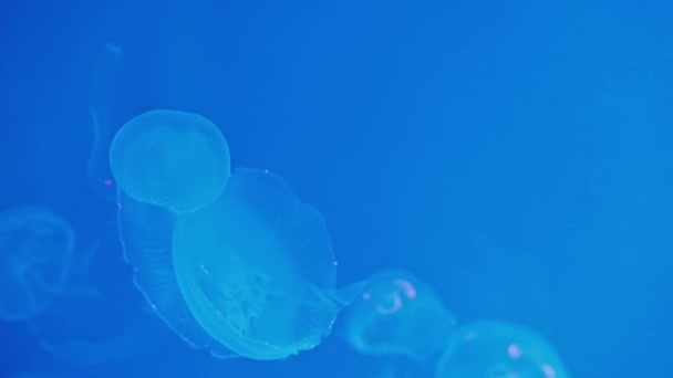 Zbliżenie Meduzy Unoszącej Się Akwarium Aurelia Aurita Głębokim Błękitnym Oceanie — Wideo stockowe