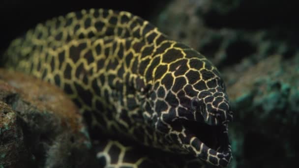 Крупним Планом Голова Морського Вугра Кораловому Рифі Moneycomb Moray Улюблений — стокове відео