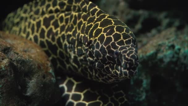 Mercan Resifindeki Moray Yılanbalığının Başı Bal Peteği Moray Gymnothorax Favagineus — Stok video