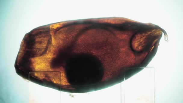 Смотри Акула Бамбук Эмбрионы Кошачьих Акул Яйце Маленькие Акулы Движутся — стоковое видео