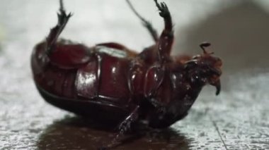 Kahverengi ahşap masa üzerinde bir hindistan cevizi böceğinin (Asyalı gergedan böceği) alt kısmı..