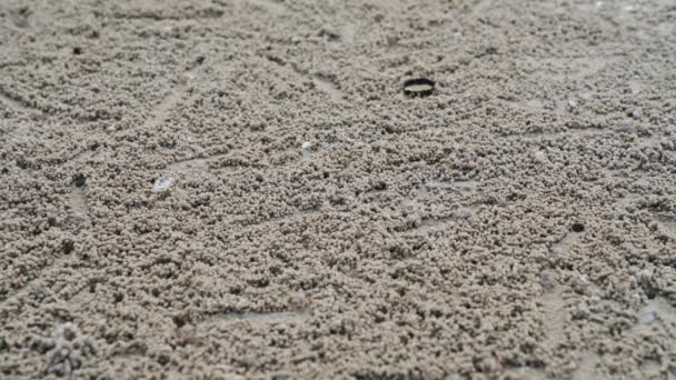 Καβούρια Φάντασμα Ένα Πλήθος Κάνει Μπάλες Της Άμμου Ενώ Φαγητό — Αρχείο Βίντεο