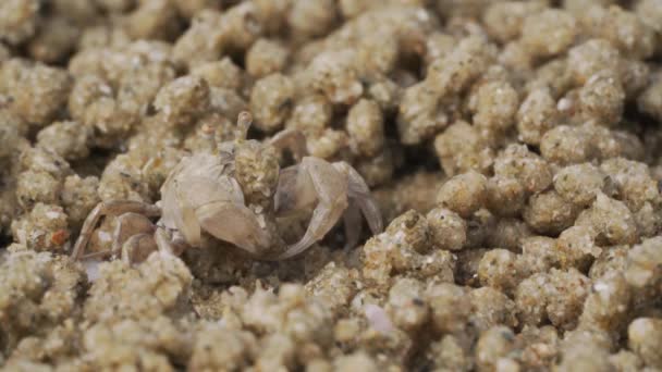 Aproape Crab Fantomă Face Bile Nisip Timp Mănâncă Crabii Soldati — Videoclip de stoc