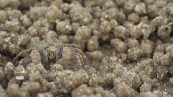 ゴーストカニの閉じると 食べている間に砂のボールを作る 兵士カニまたはミチリスは小さなカニです腐植と小さな動物を食べ物としてビーチで見つけます — ストック動画