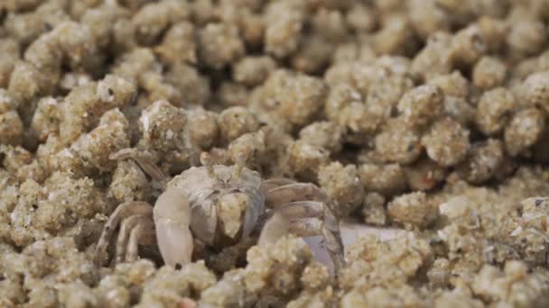 ゴーストカニの閉じると 食べている間に砂のボールを作る 兵士カニまたはミチリスは小さなカニです腐植と小さな動物を食べ物としてビーチで見つけます — ストック動画