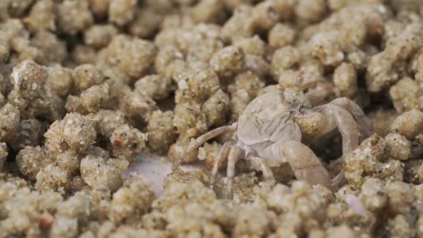 Gros Plan Crabe Fantôme Fait Des Boules Sable Tout Mangeant — Video