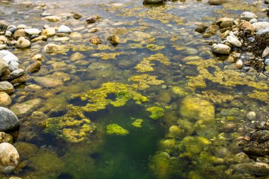 Akarsu yatağı yeşil yosun ve taşlar